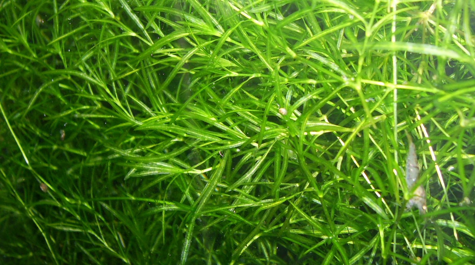 Guppy Grass Fastgrowing plant for freshwater aquariums Aquatical
